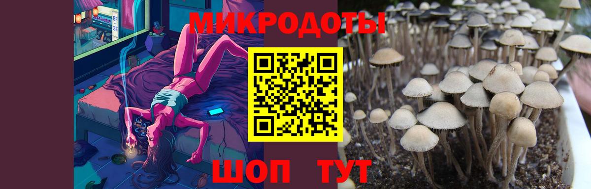 Псилоцибиновые грибы Psilocybe  Вход с VPN  Богородск 
